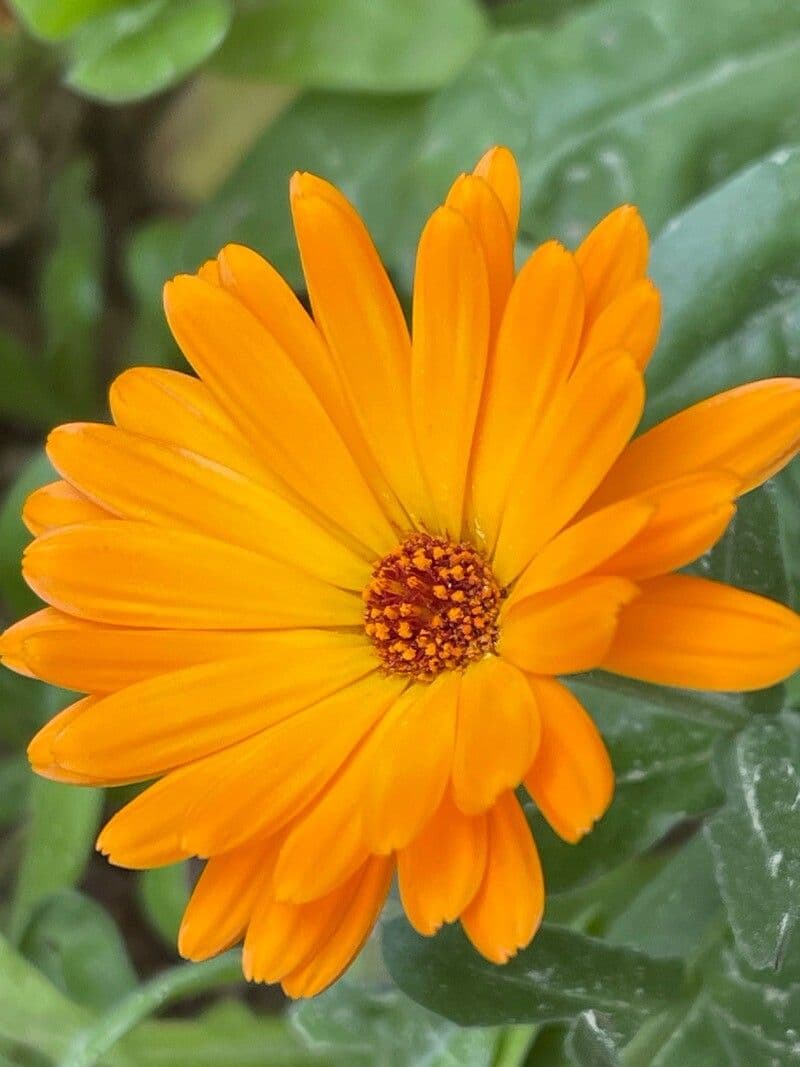 Calendula stellata