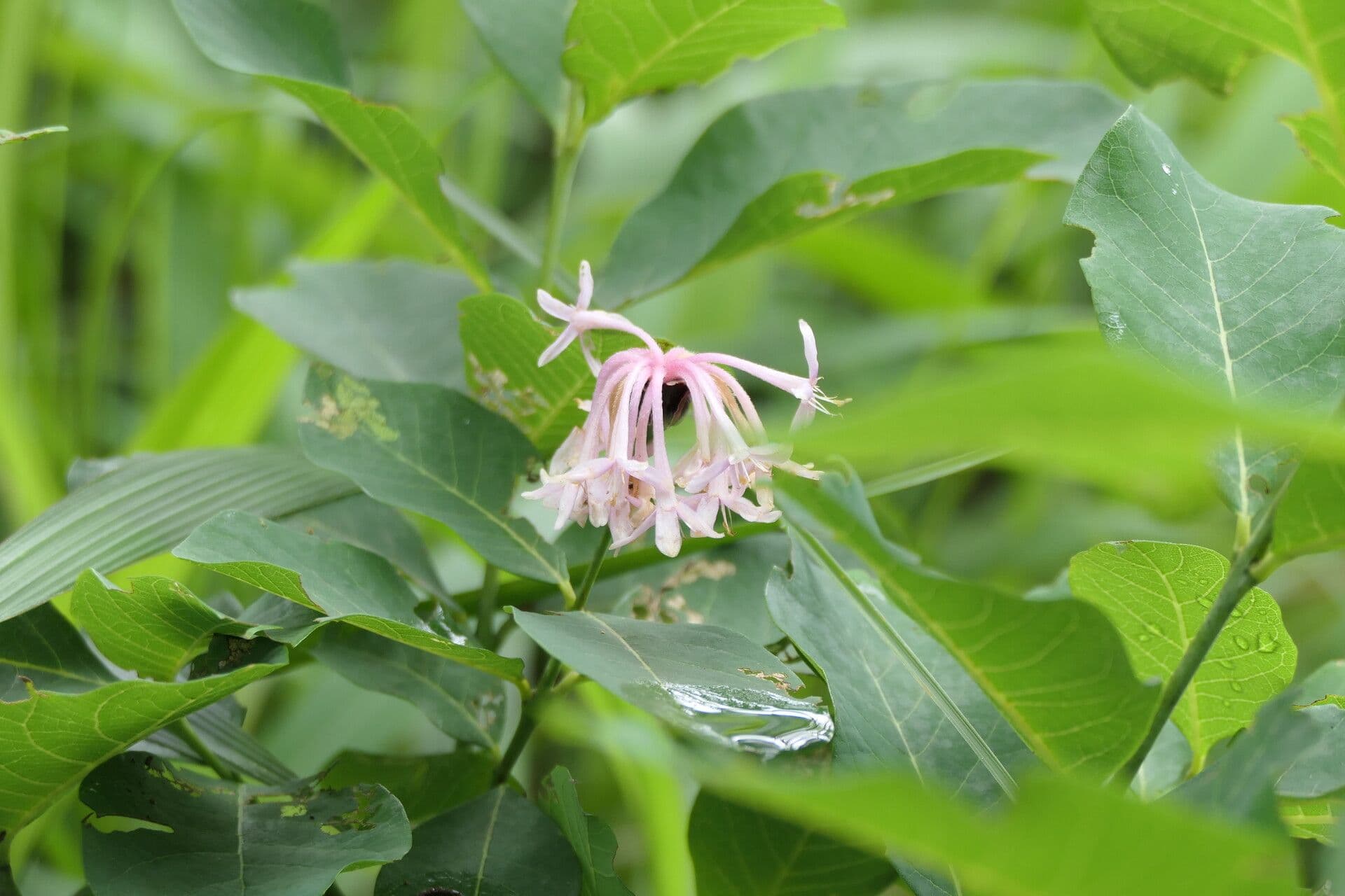 Dais cotinifolia