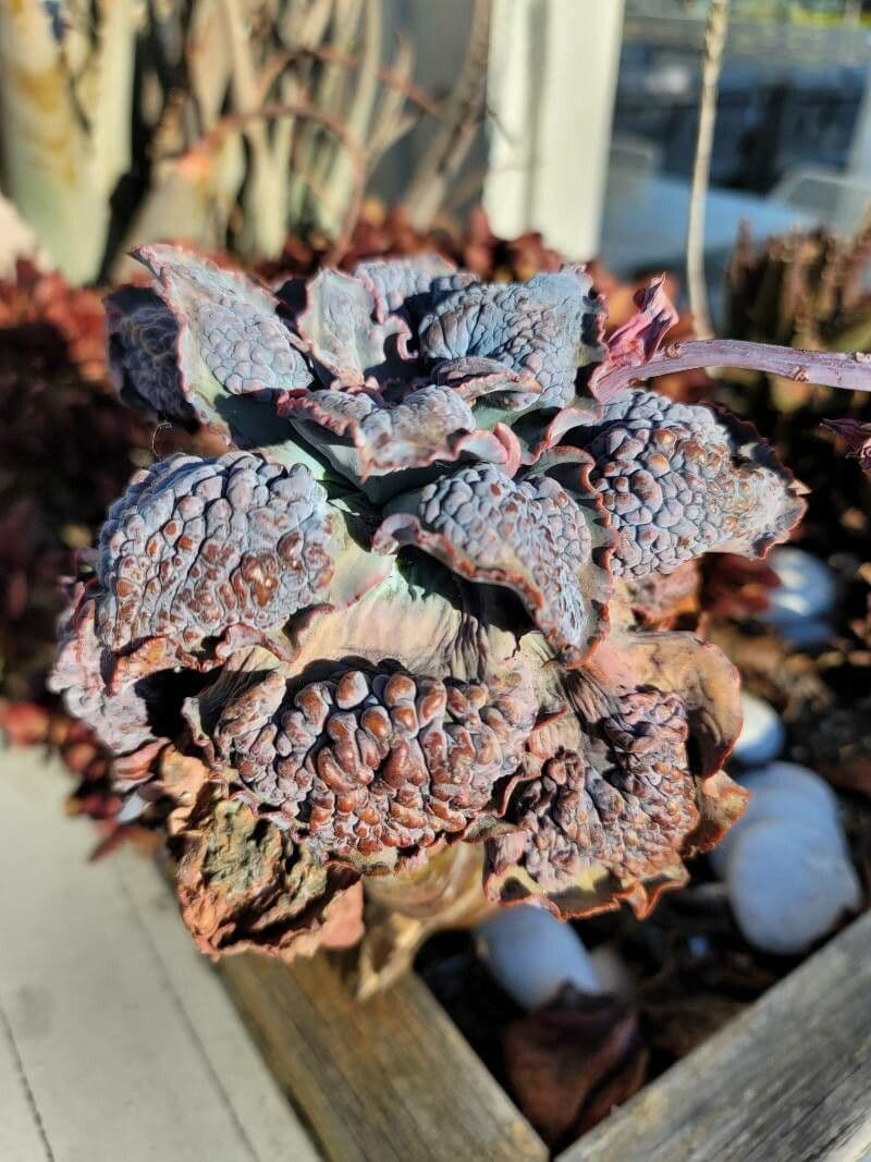 Kalanchoe rhombopilosa