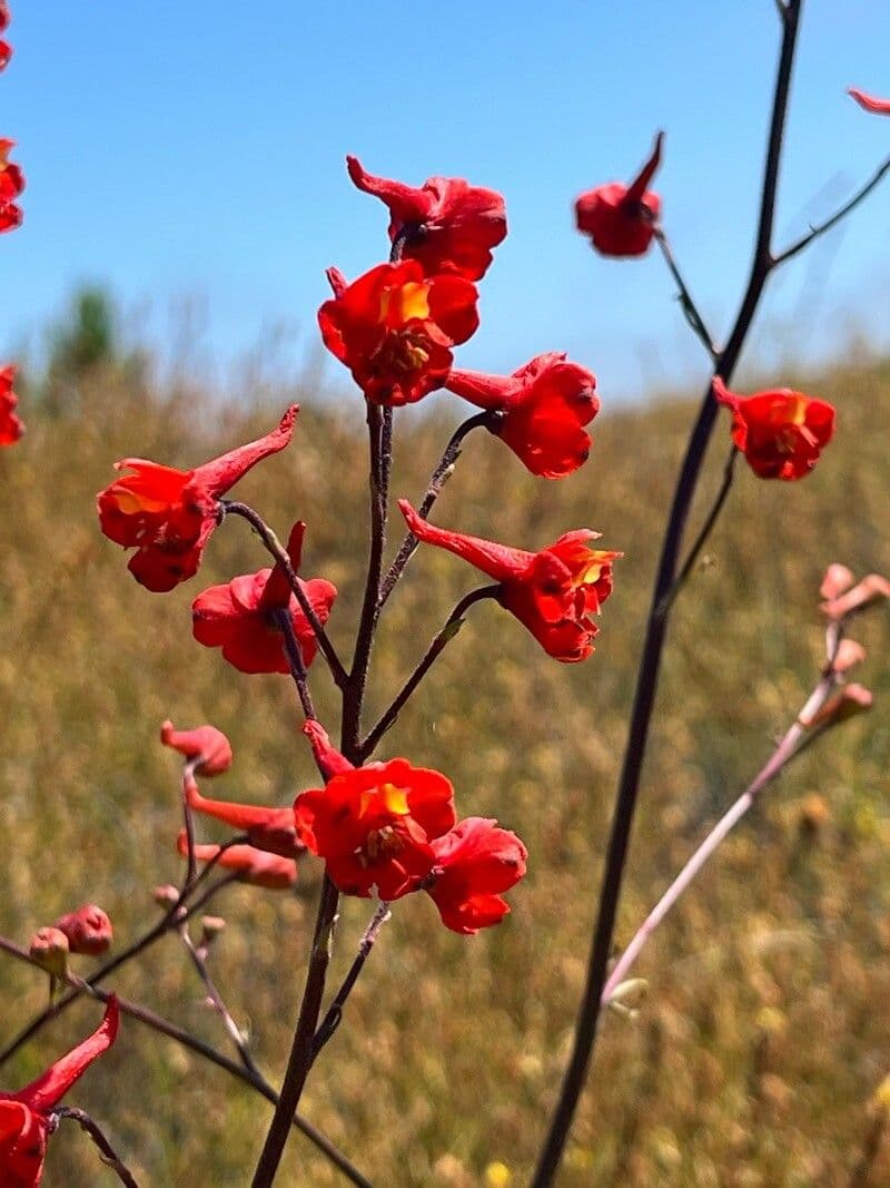 Delphinium cardinale