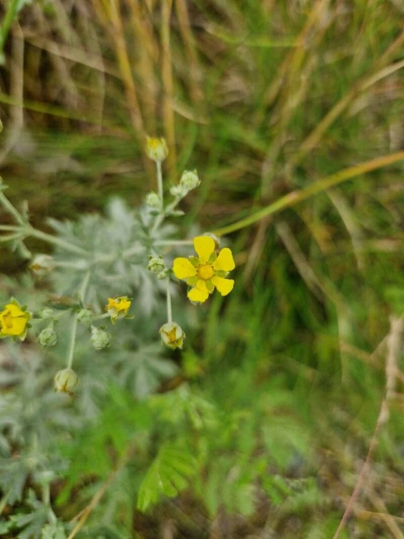 Potentilla argentea