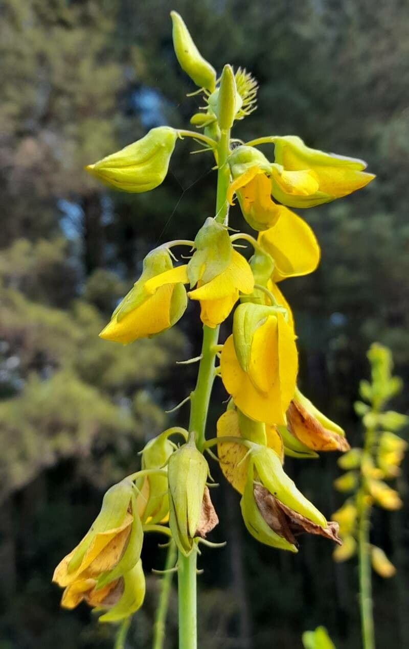 Crotalaria spectabilis