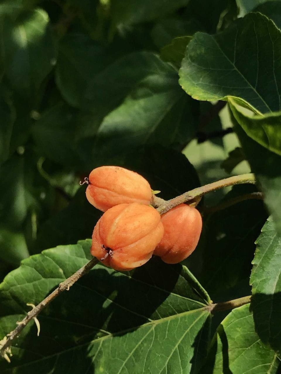 Croton sylvaticus