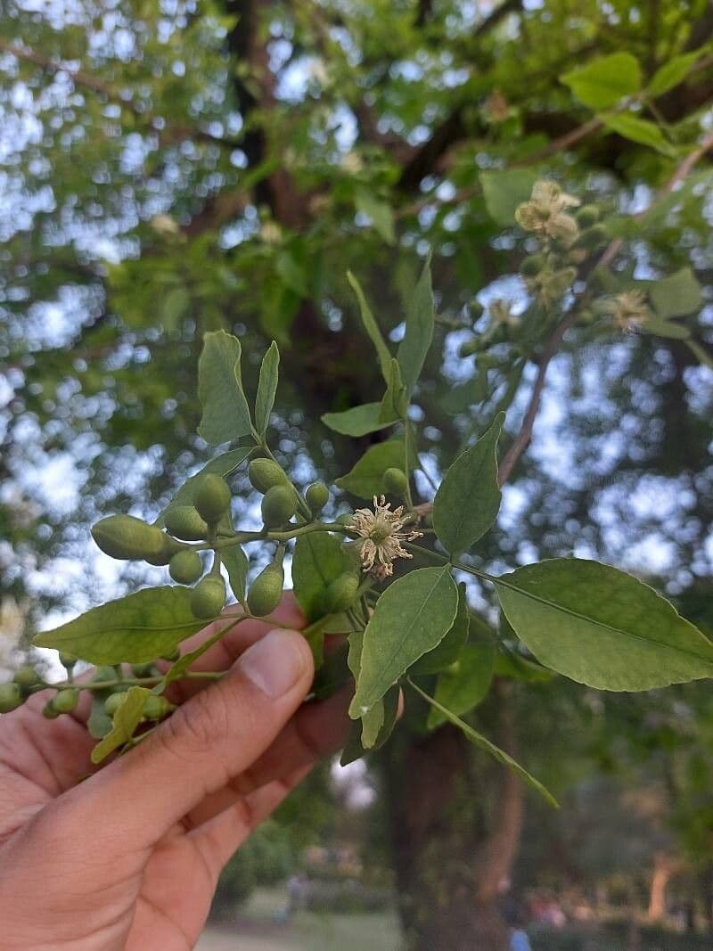 Aegle marmelos