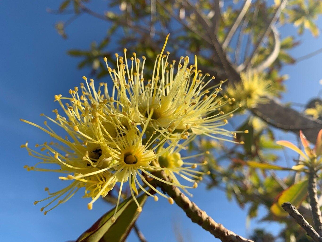 Xanthostemon chrysanthus