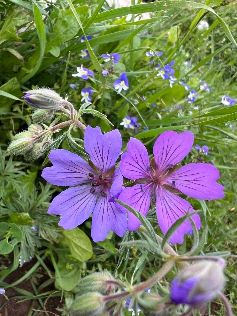 Geranium tuberosum