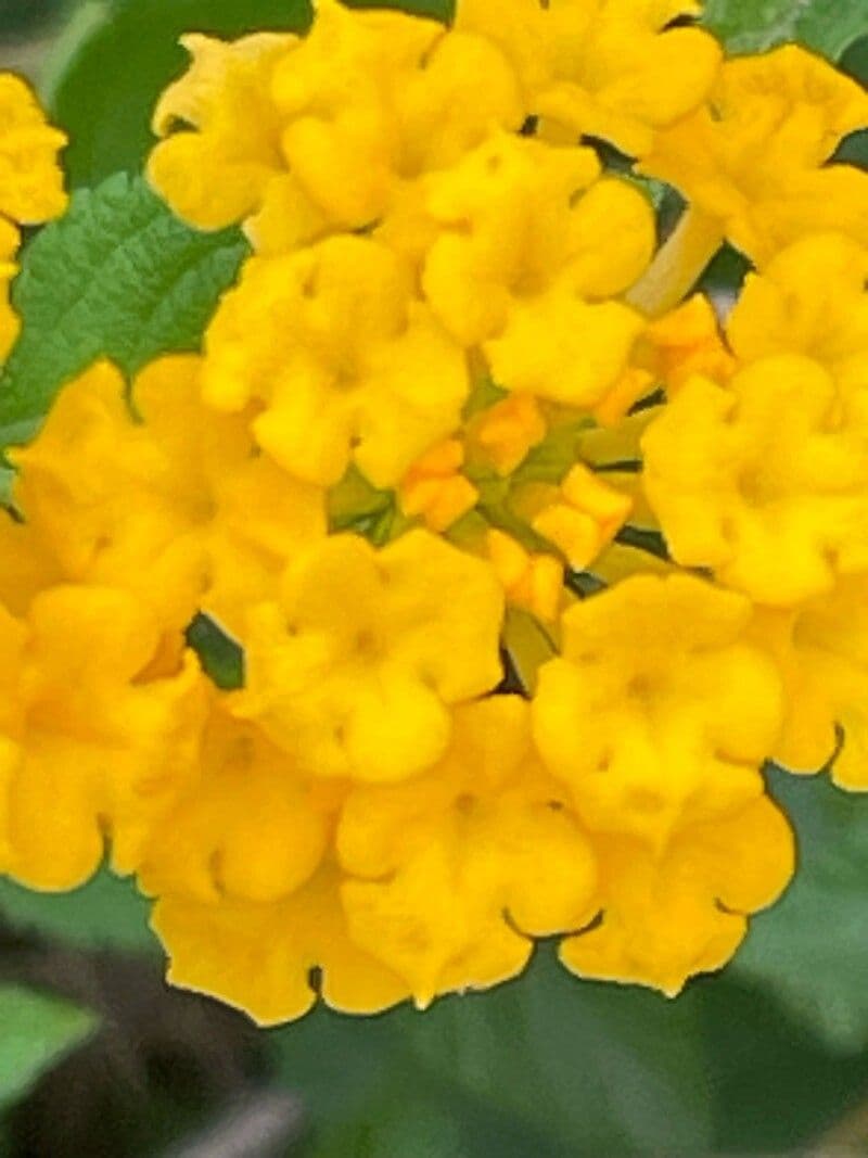 Lantana camara