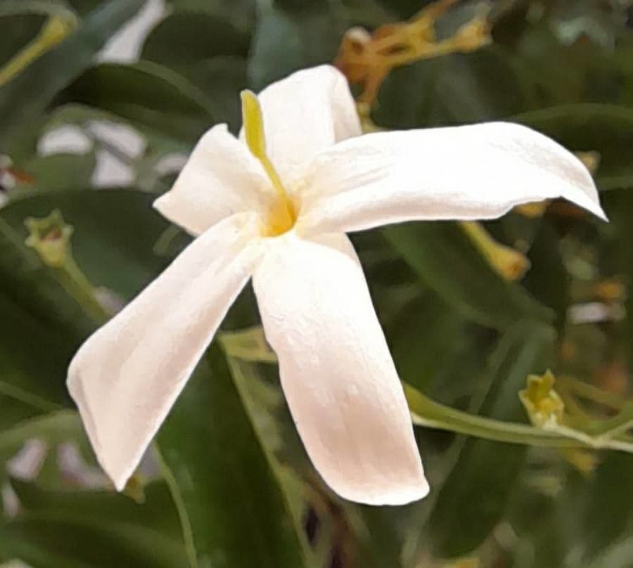 Jasminum grandiflorum