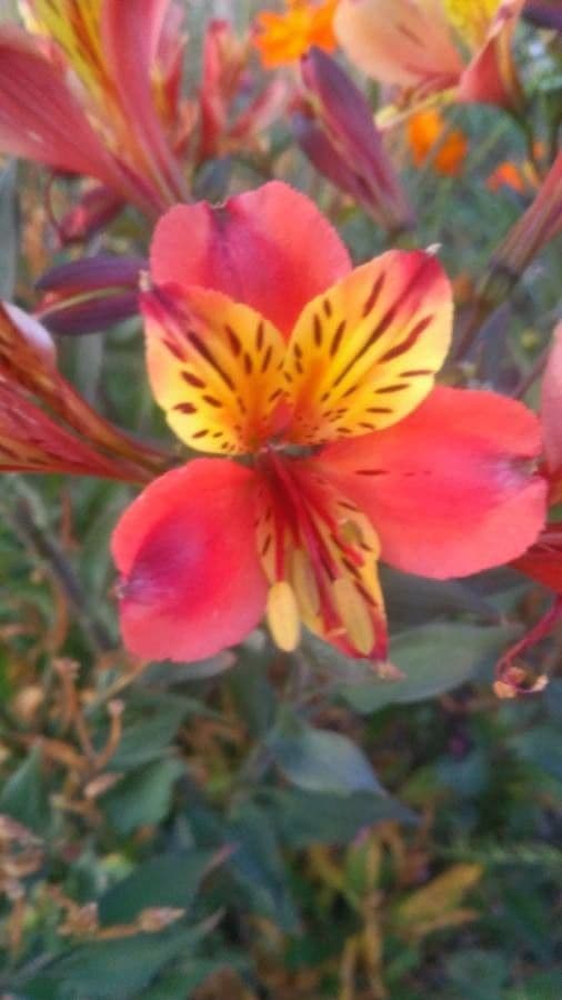 Alstroemeria aurea