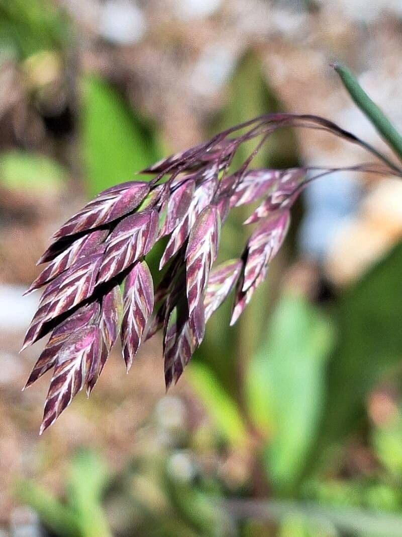 Poa alpina