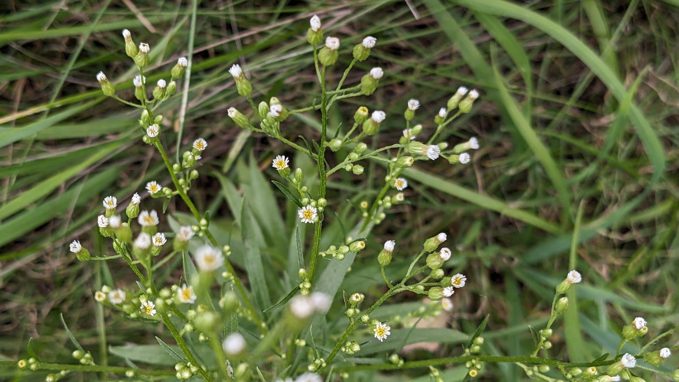 Erigeron canadensis