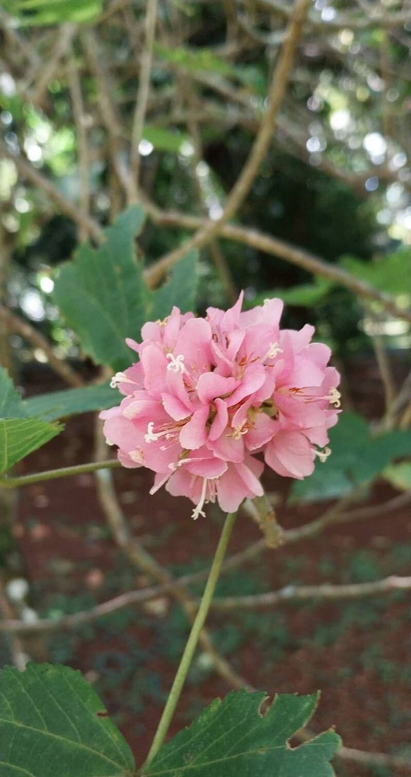 Dombeya acutangula