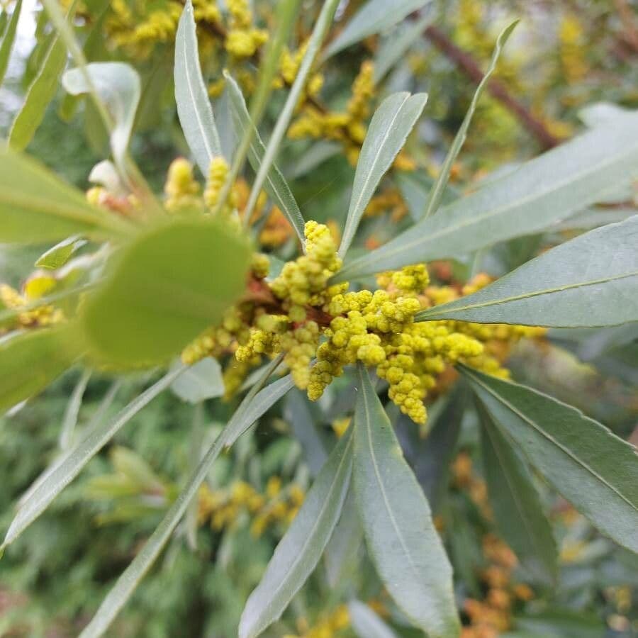 Myrica cerifera