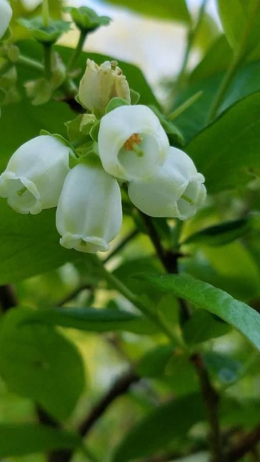 Vaccinium uliginosum