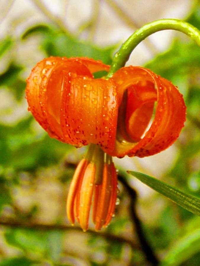 Lilium pomponium