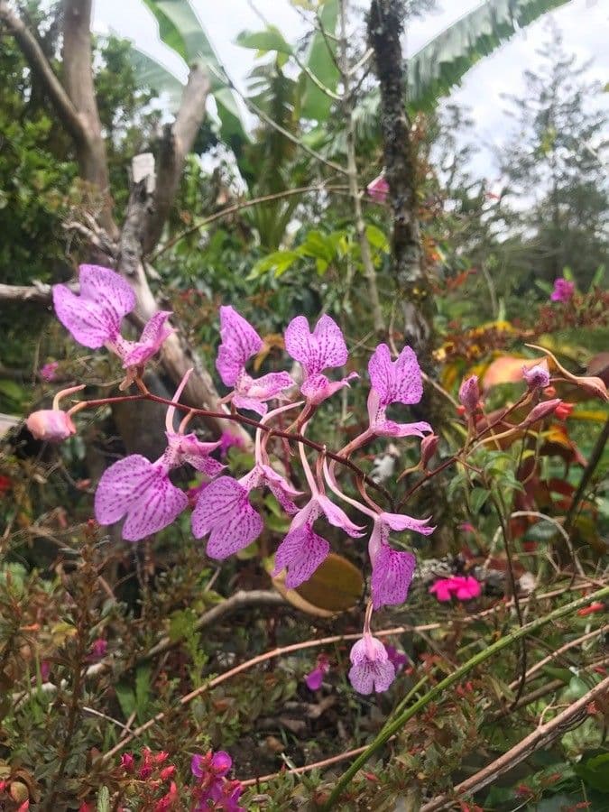 Ionopsis utricularioides