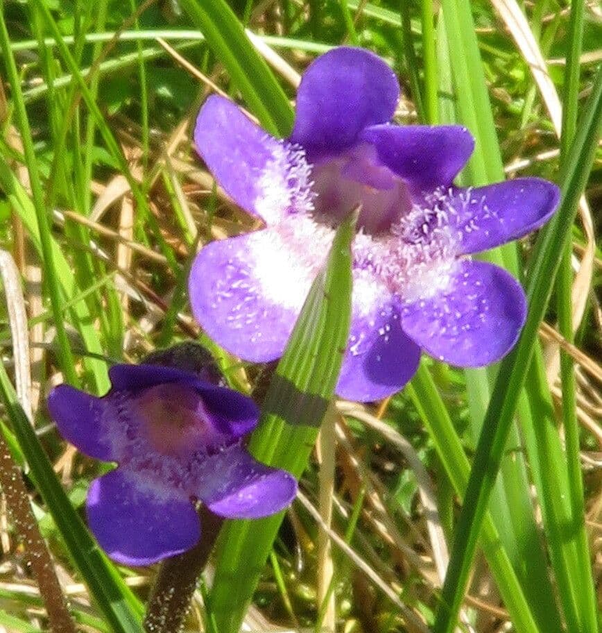 Pinguicula vulgaris