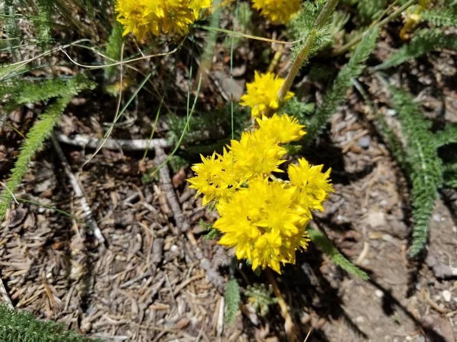 Sedum lanceolatum