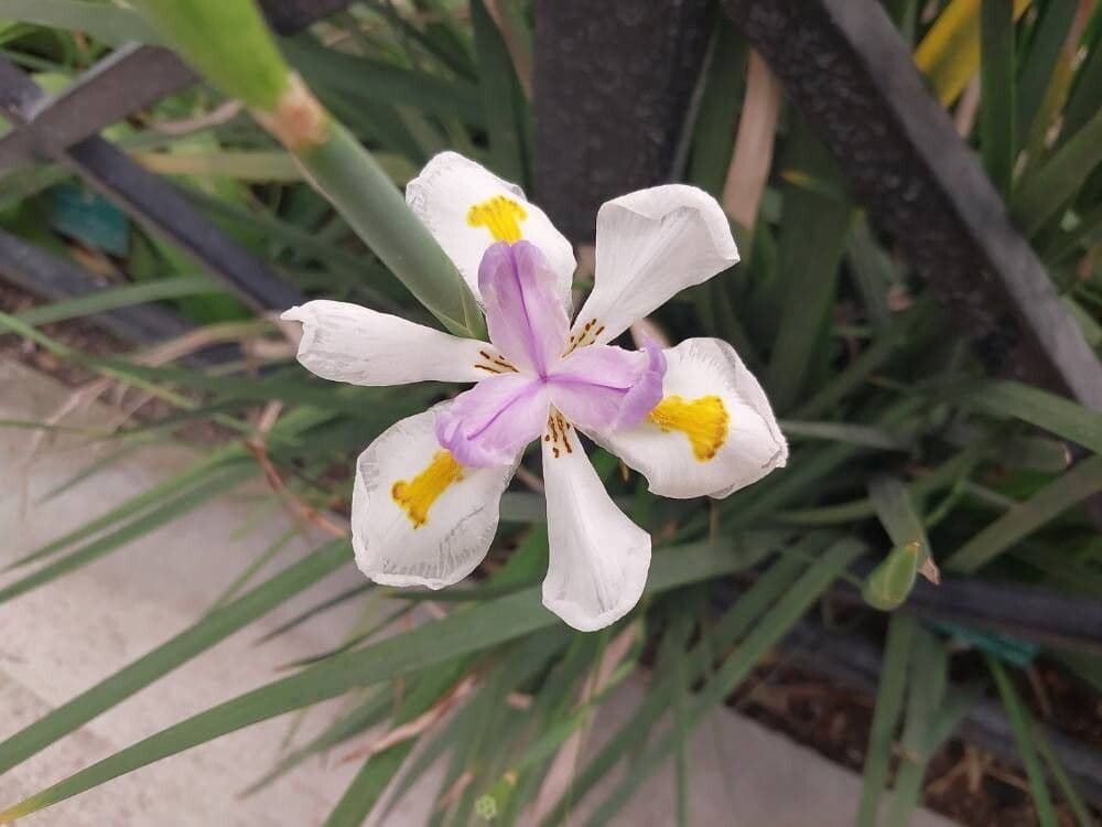 Dietes iridioides