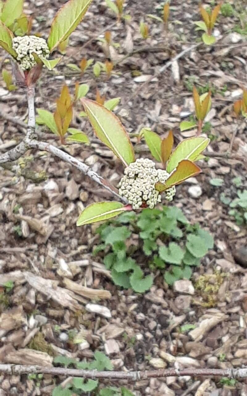 Viburnum prunifolium