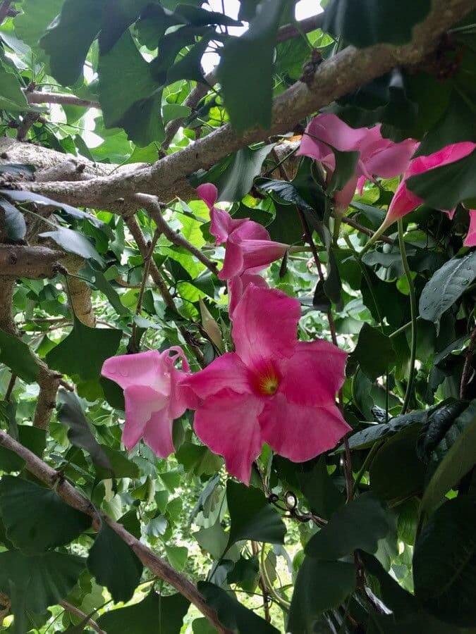 Mandevilla laxa