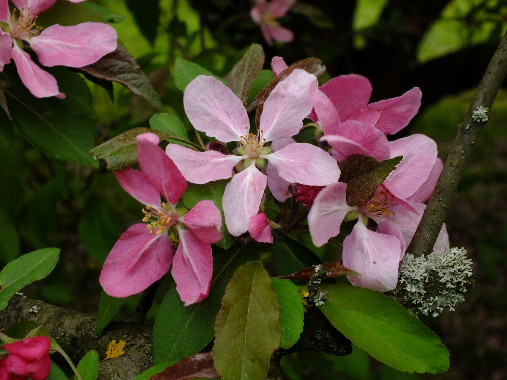 Malus floribunda