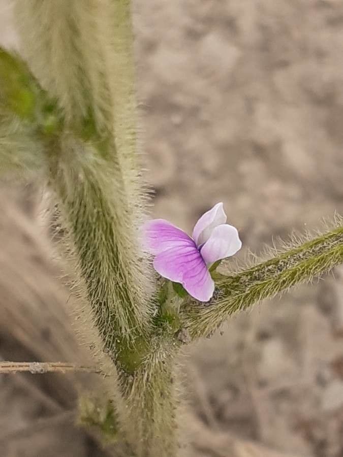 Glycine max