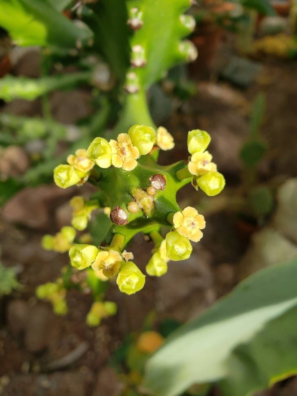 Euphorbia antiquorum