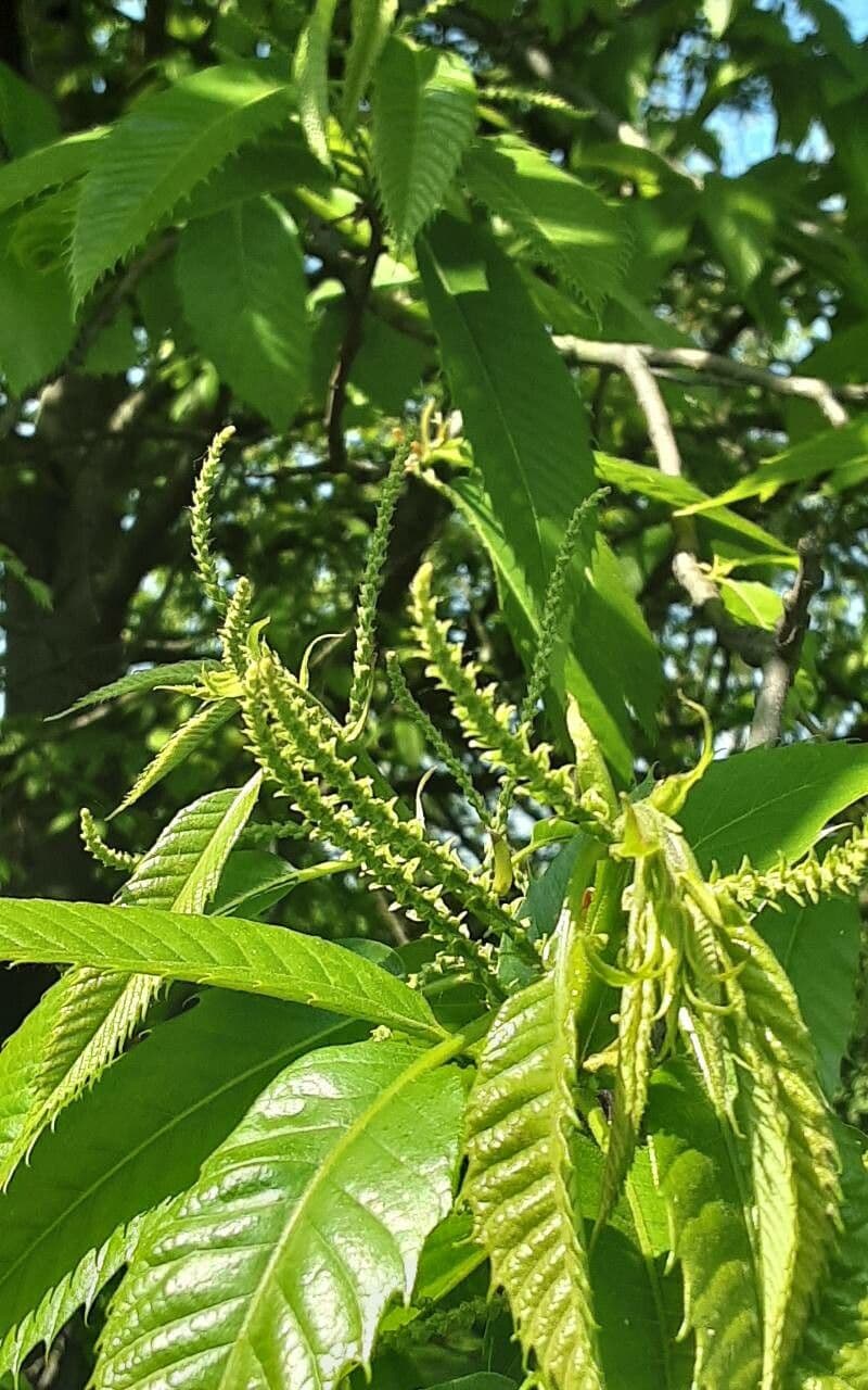 Castanea dentata