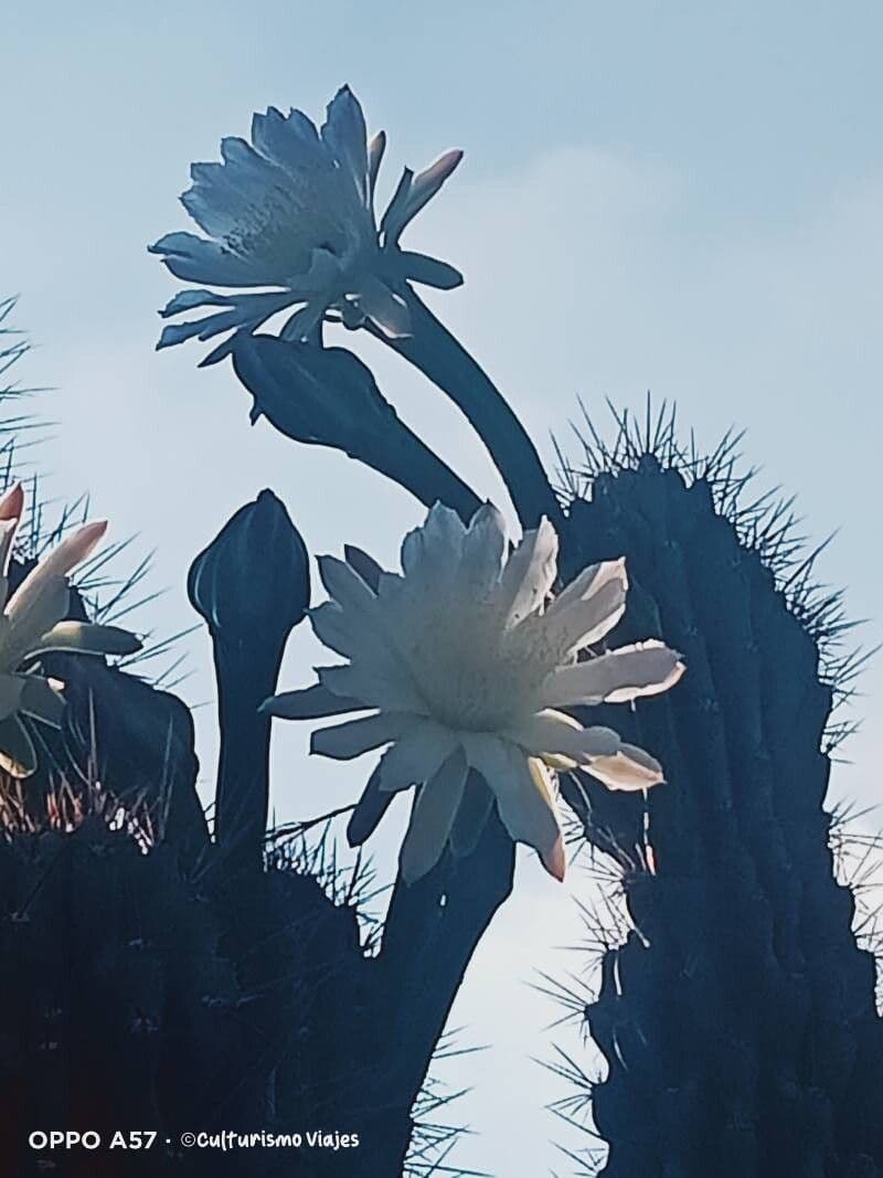 Cereus jamacaru