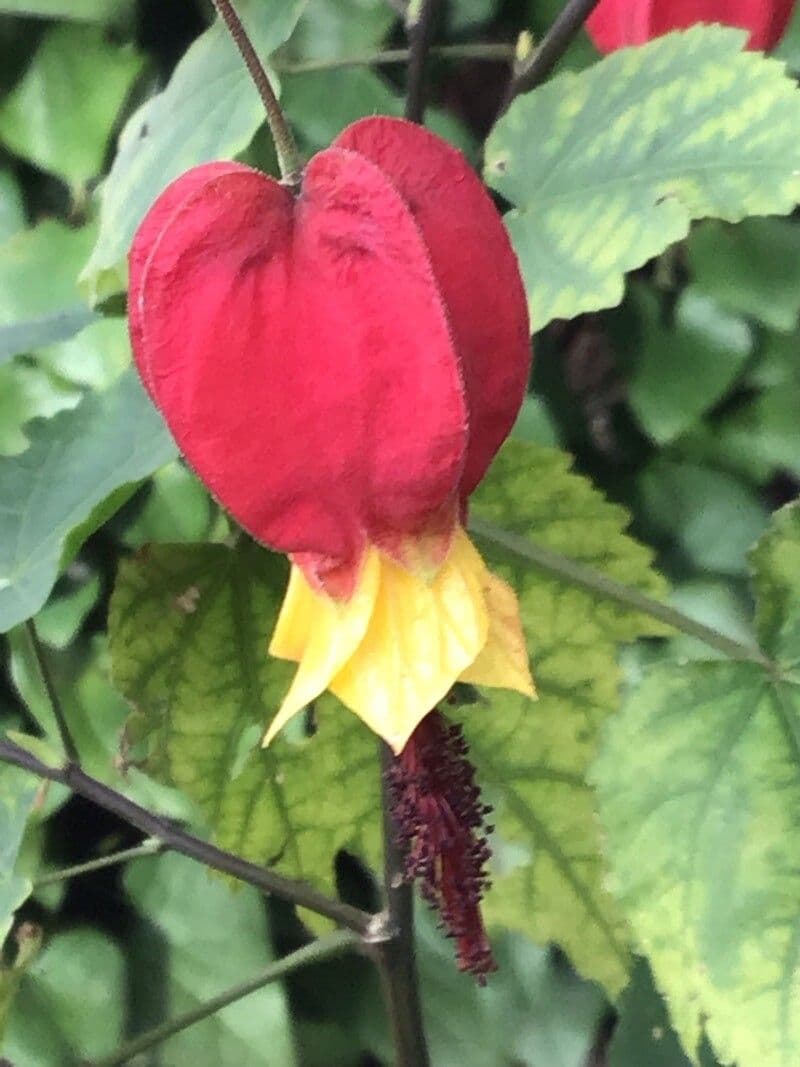 Callianthe megapotamica