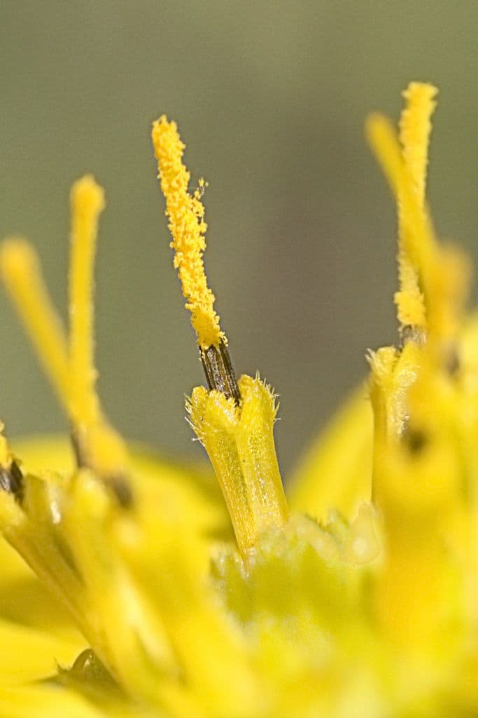 Silphium asteriscus