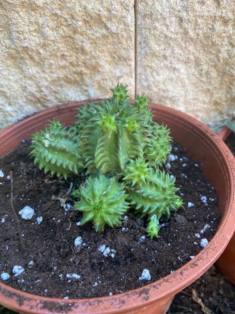Euphorbia susannae