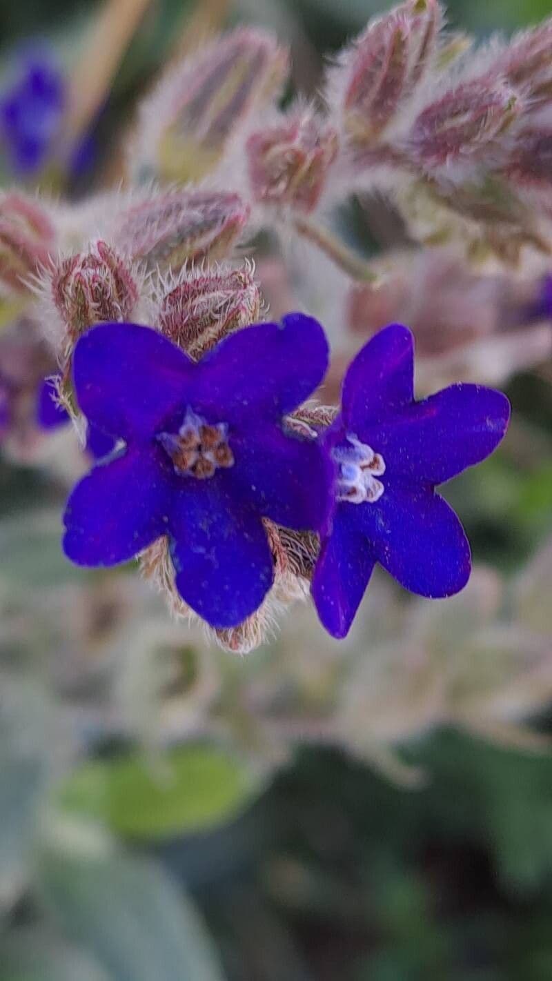 Anchusa officinalis