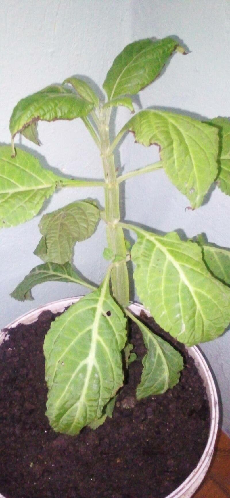 Salvia divinorum