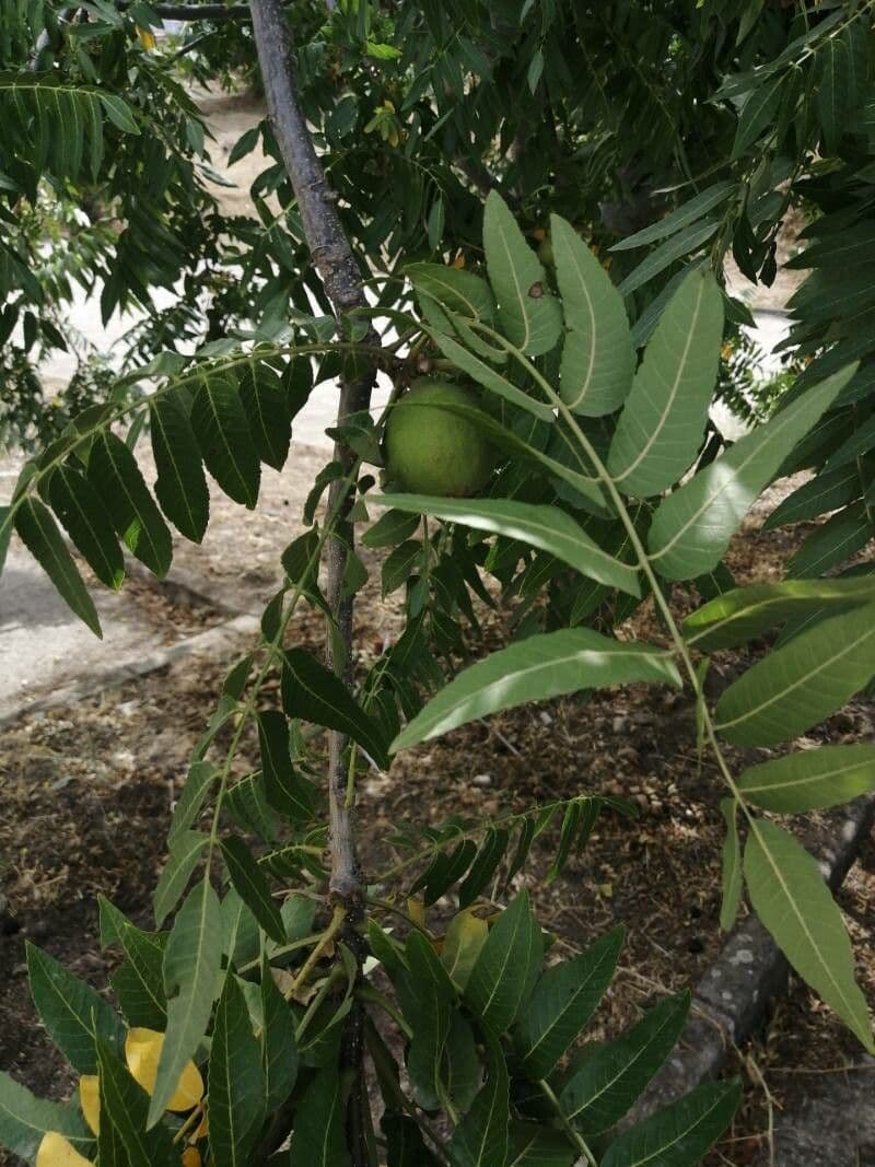 Juglans californica