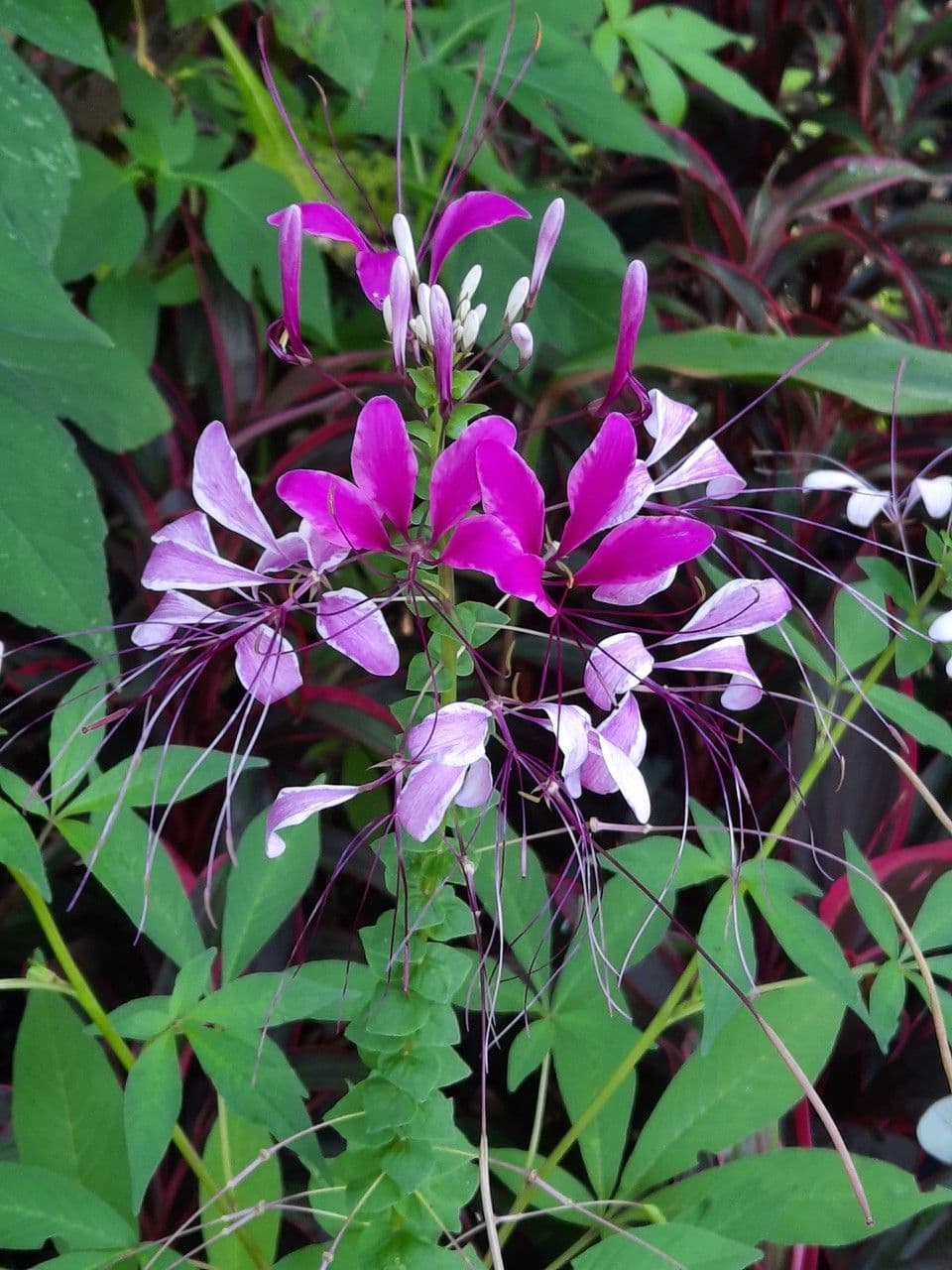 Cleome gynandra