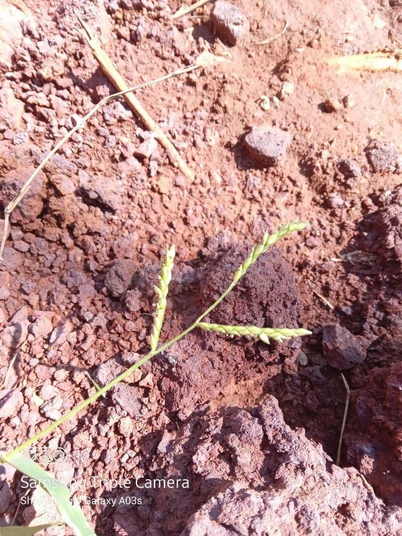 Urochloa panicoides