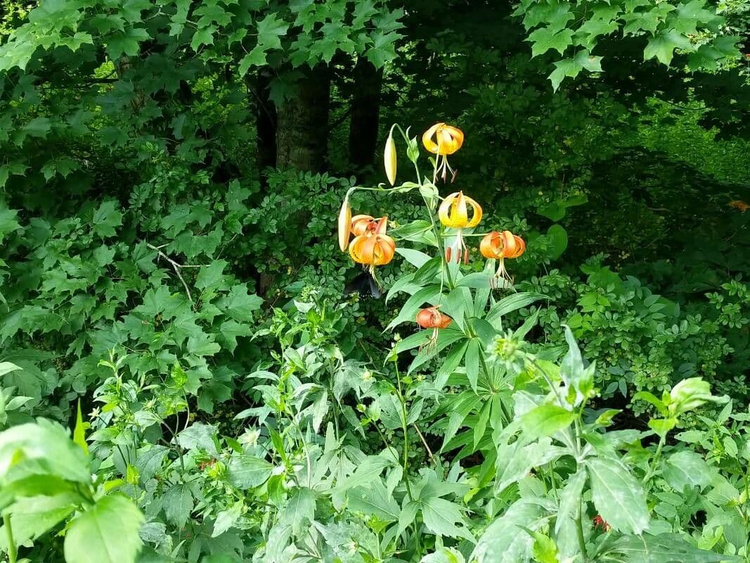 Lilium superbum