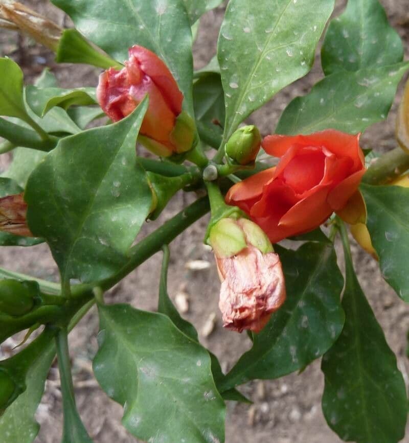 Leuenbergeria bleo