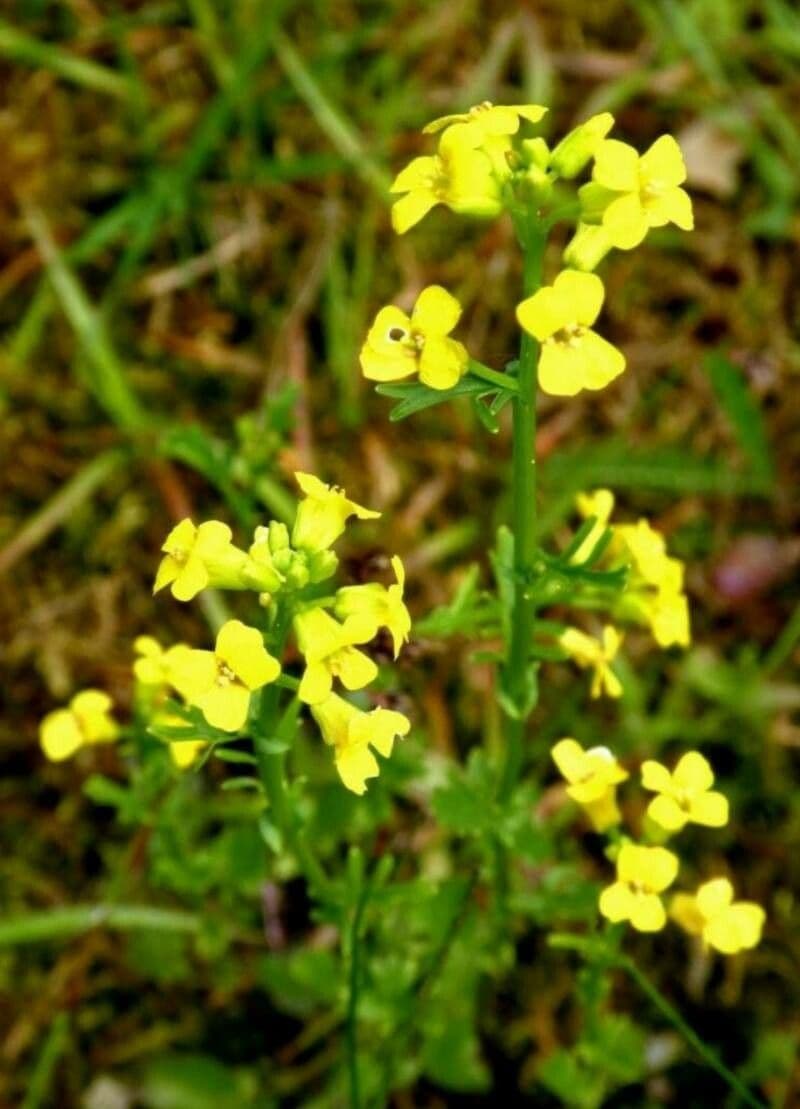 Barbarea verna