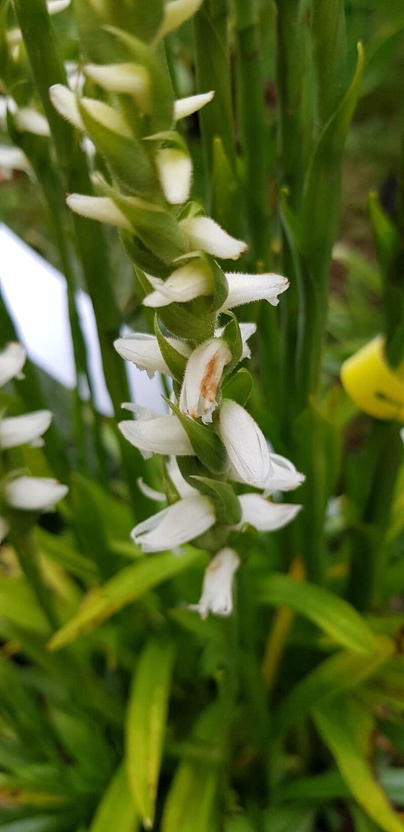 Spiranthes cernua