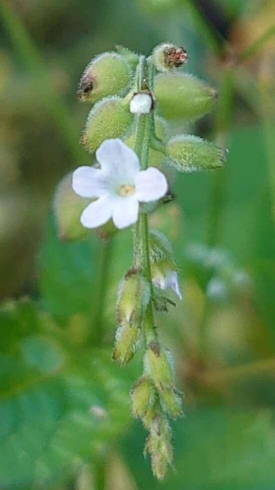 Priva lappulacea