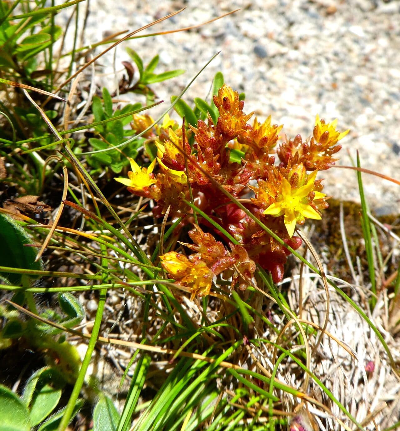 Sedum annuum