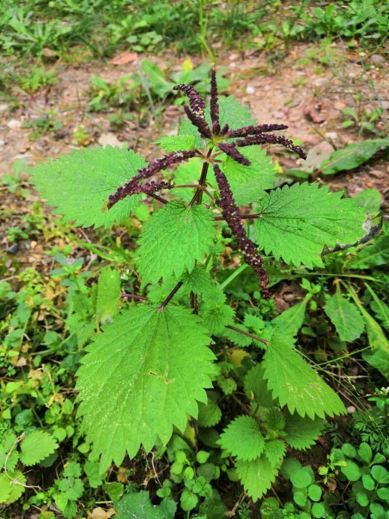 Urtica membranacea