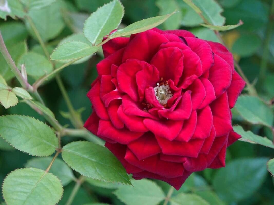 Rosa odorata