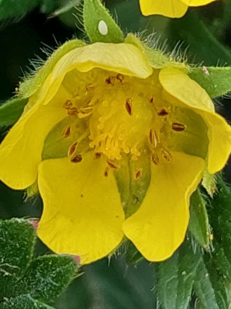 Potentilla reptans