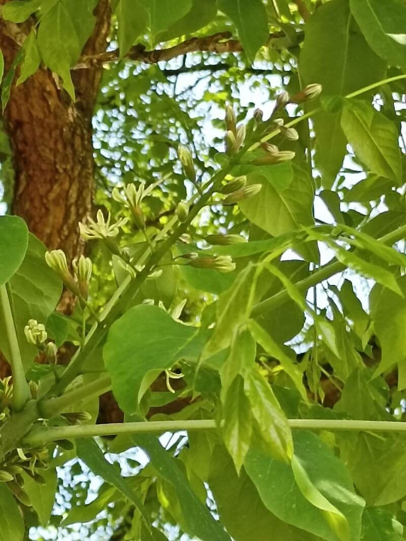 Gymnocladus dioicus