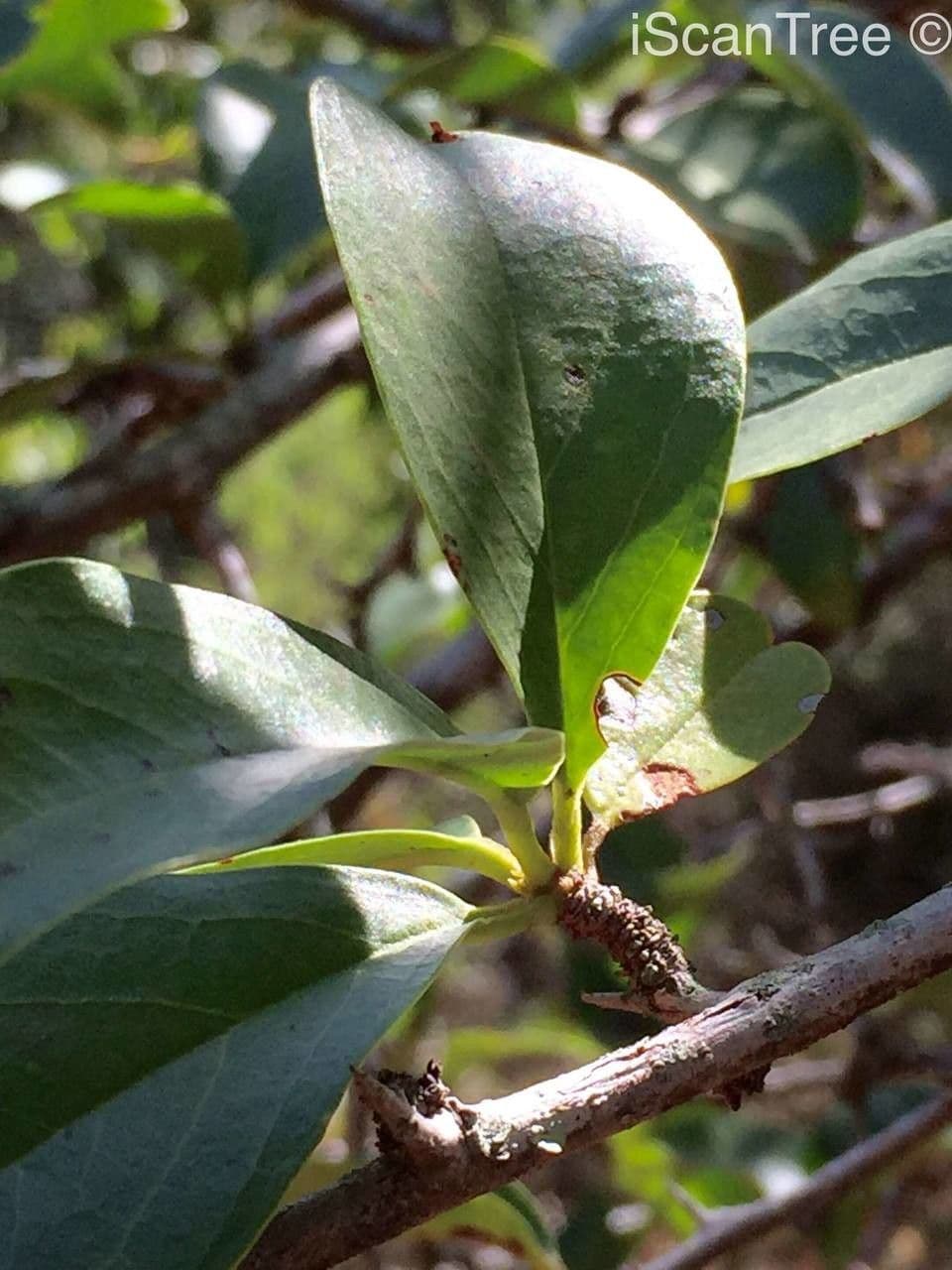 Ximenia caffra