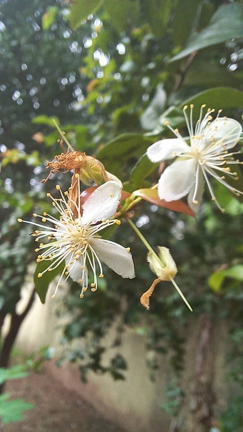 Eugenia uniflora